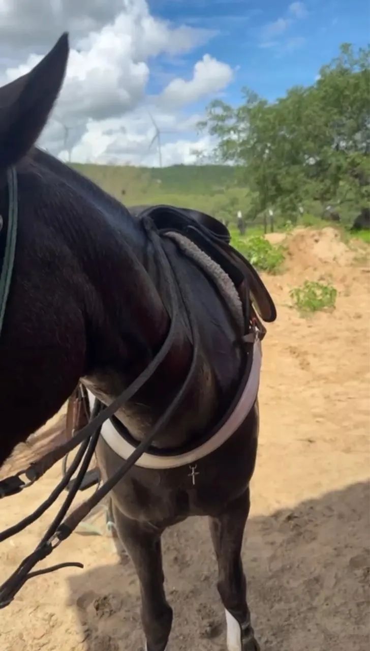 Cavalo 