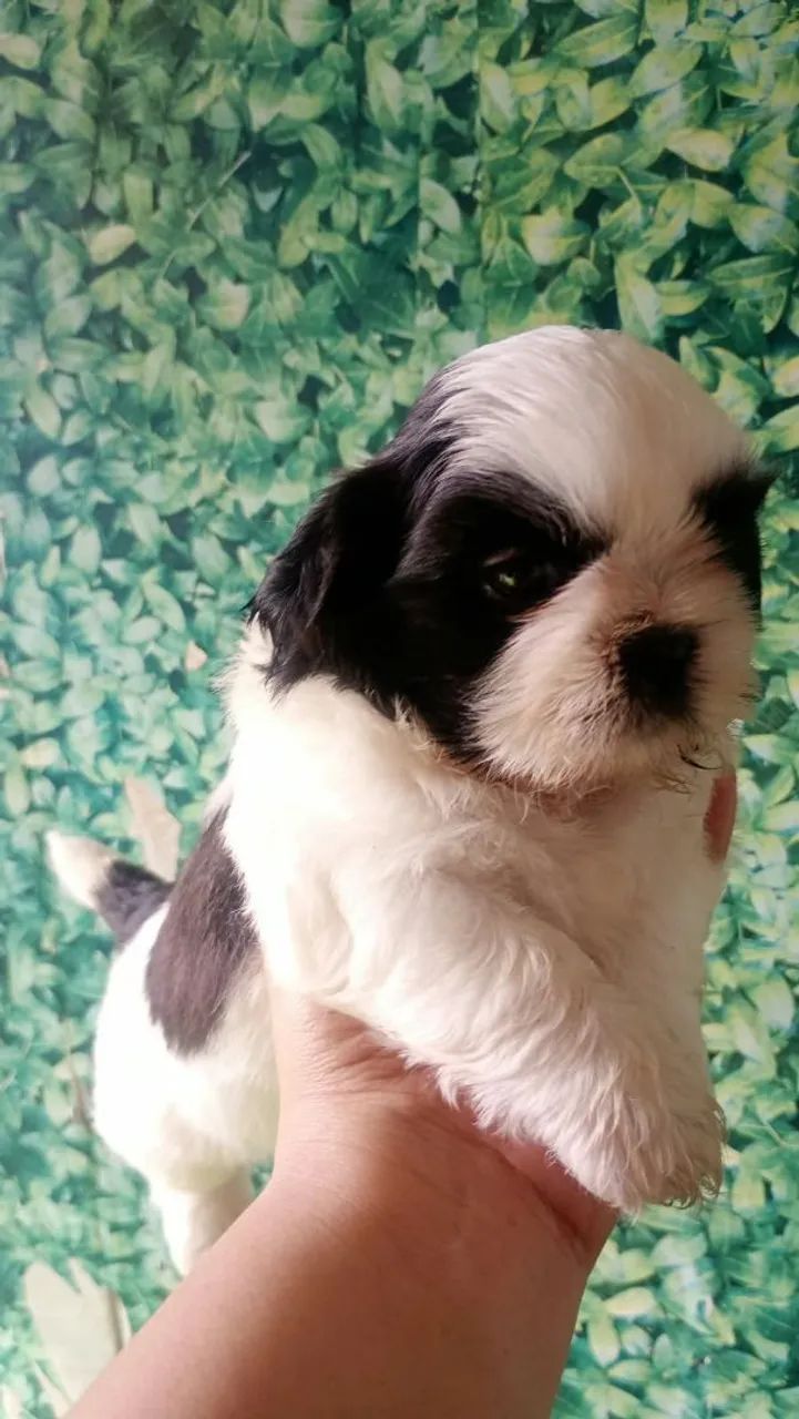 Shitzu macho  - Foto 4