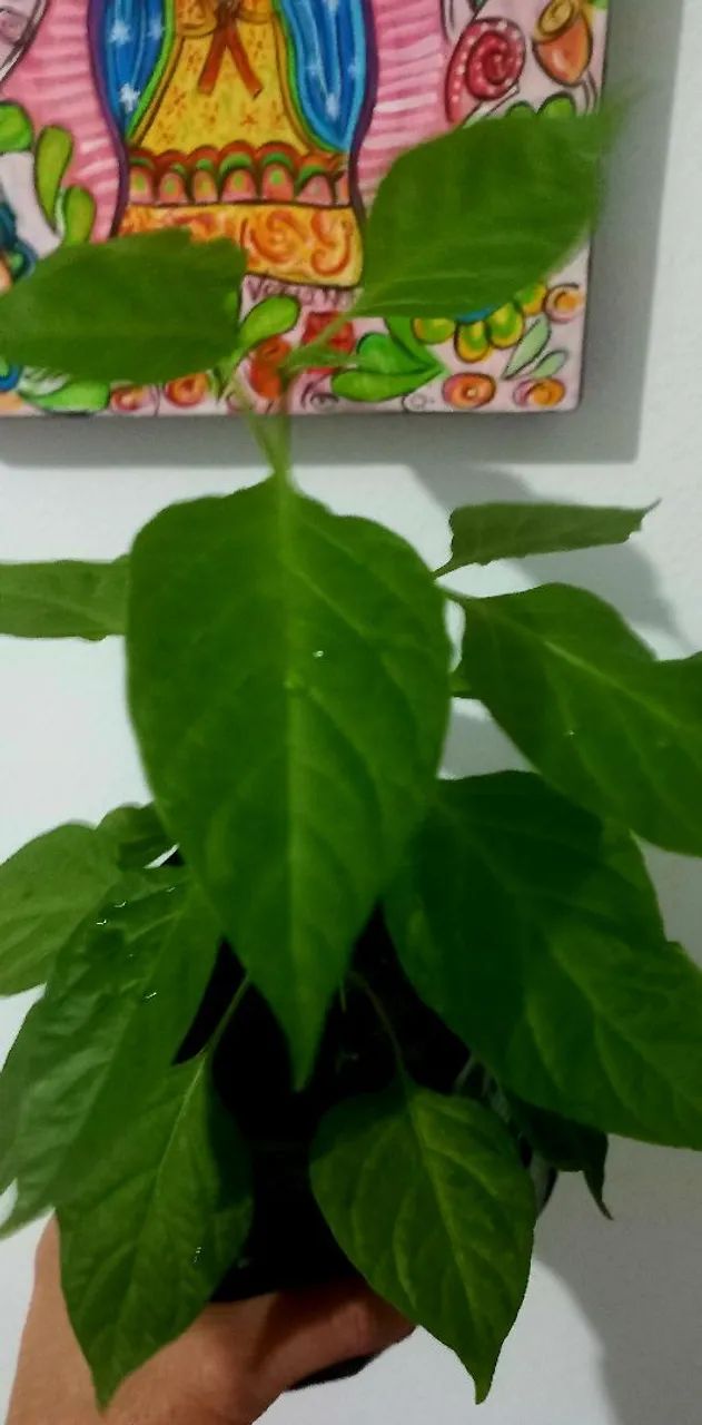 Physalis ou Canapú - Foto 2