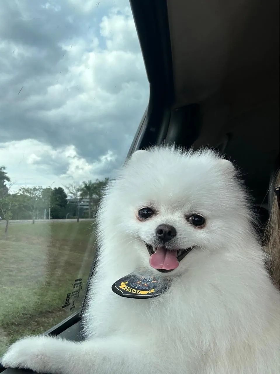 Cobertura / cruzamento de spitz alemão anão branco