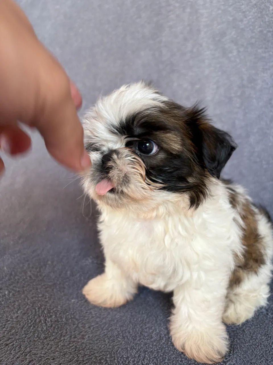 Shihtzu fêmea 