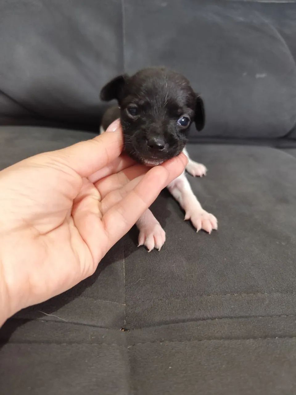  Pinscher macho  - Foto 3