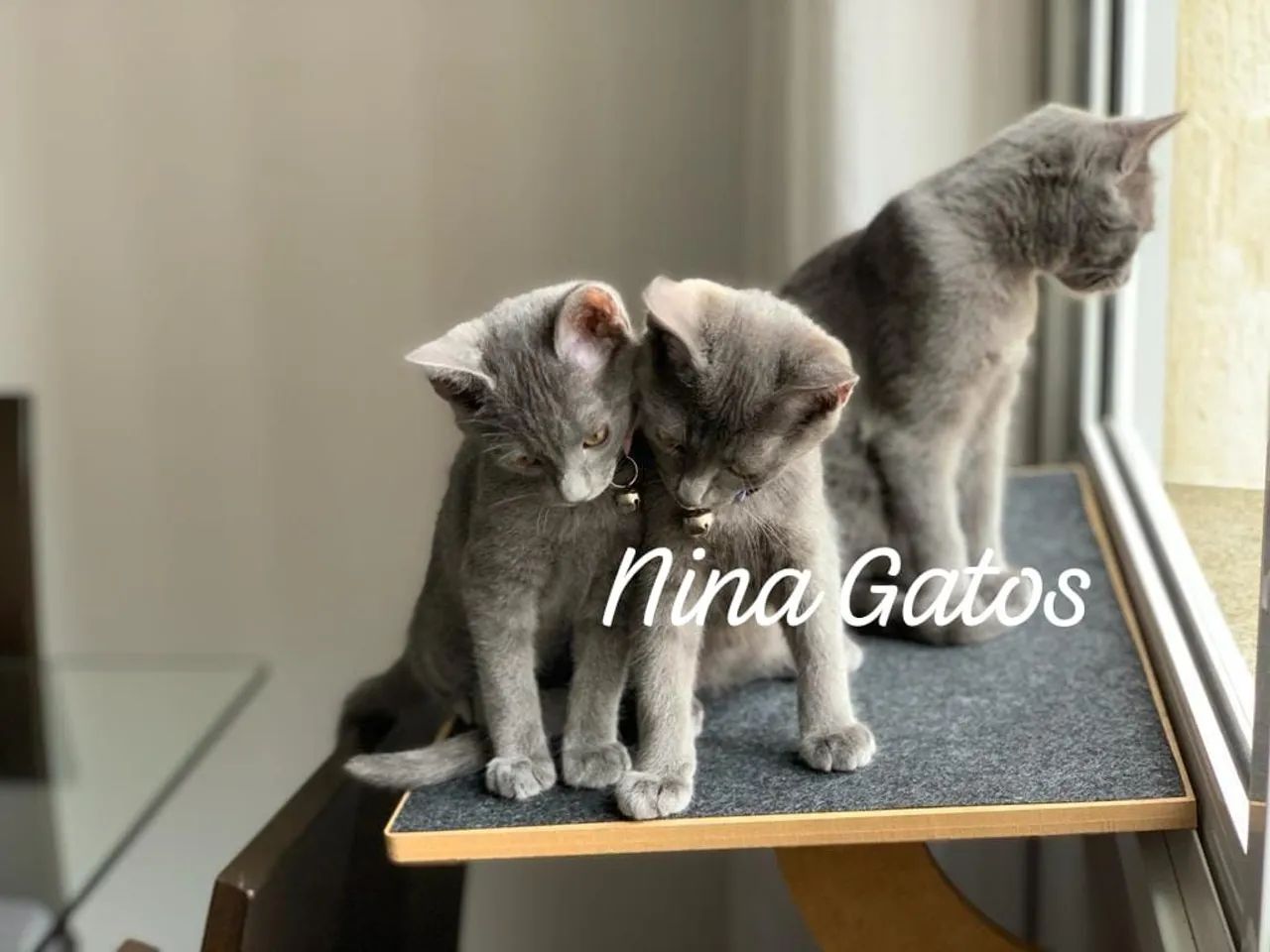 Chartreux filhotes  - Foto 2