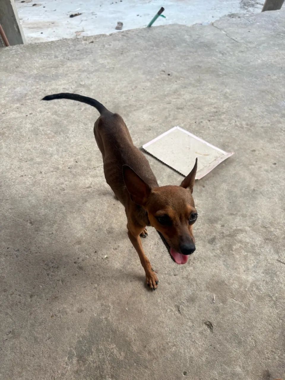 Pinscher  - Foto 4