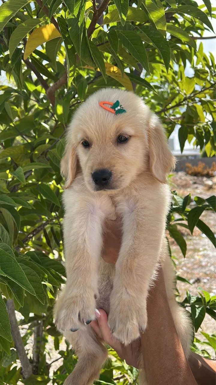 GOLDEN RETRIEVER - Foto 2