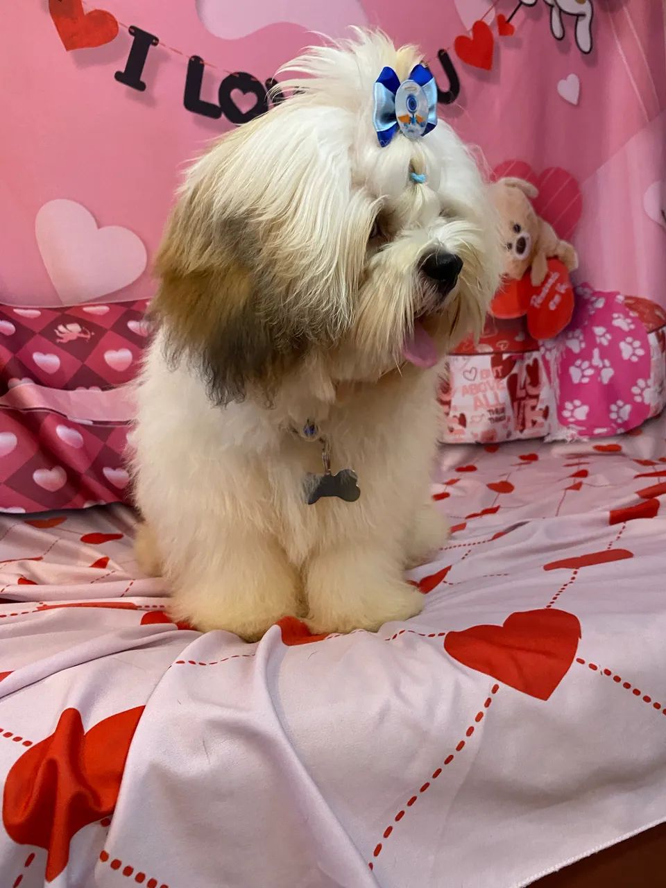Cachorro  - Foto 3