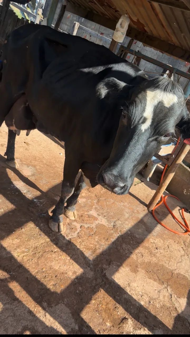 Vacas e bezerras leiteiras e cruzadas  - Foto 2