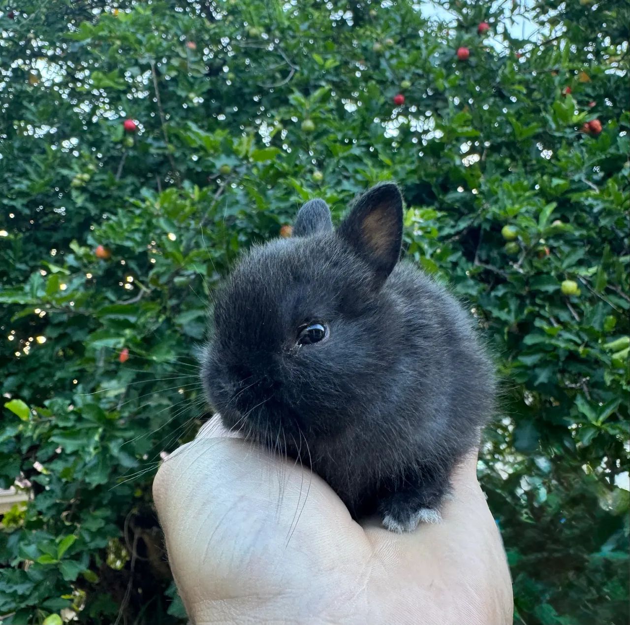 Coelho anao netherland dwarf  - Foto 3