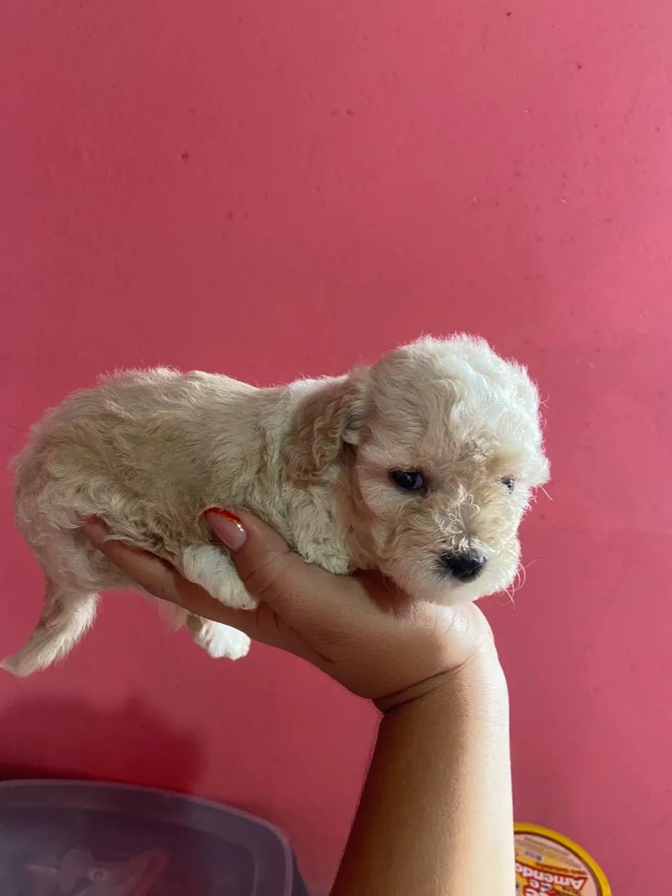 Filhote poodle 