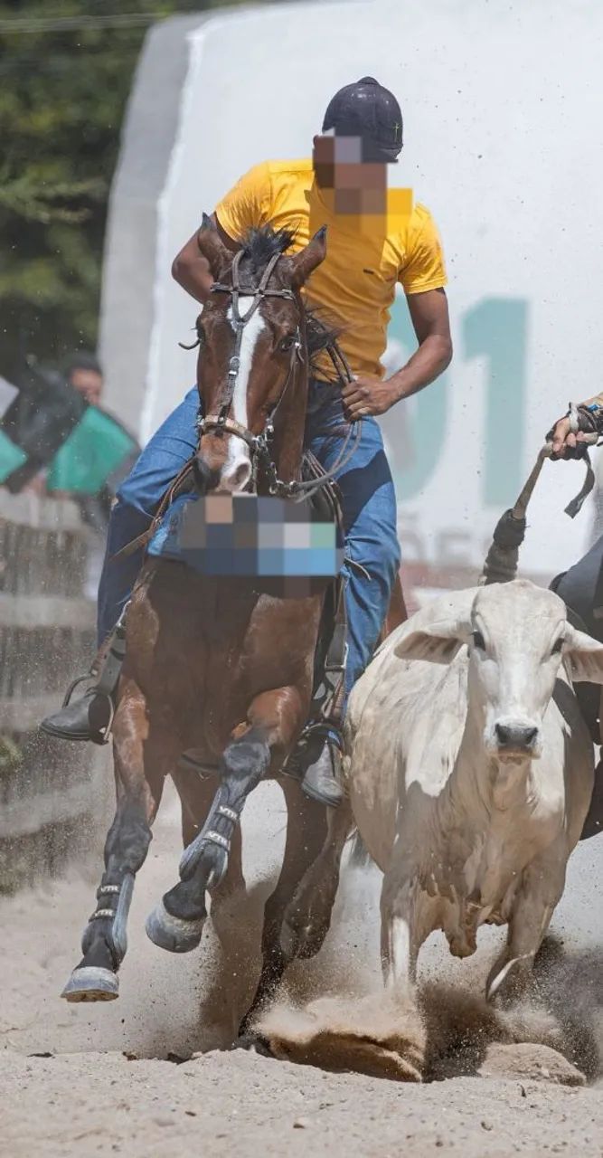 Cavalo de Esteira - Foto 3