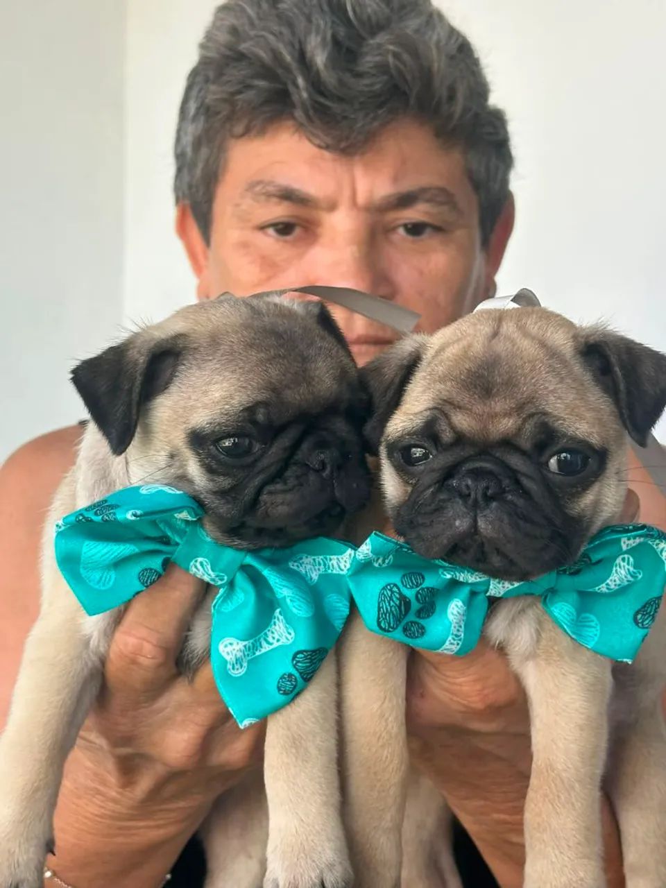 Pug - Foto 3