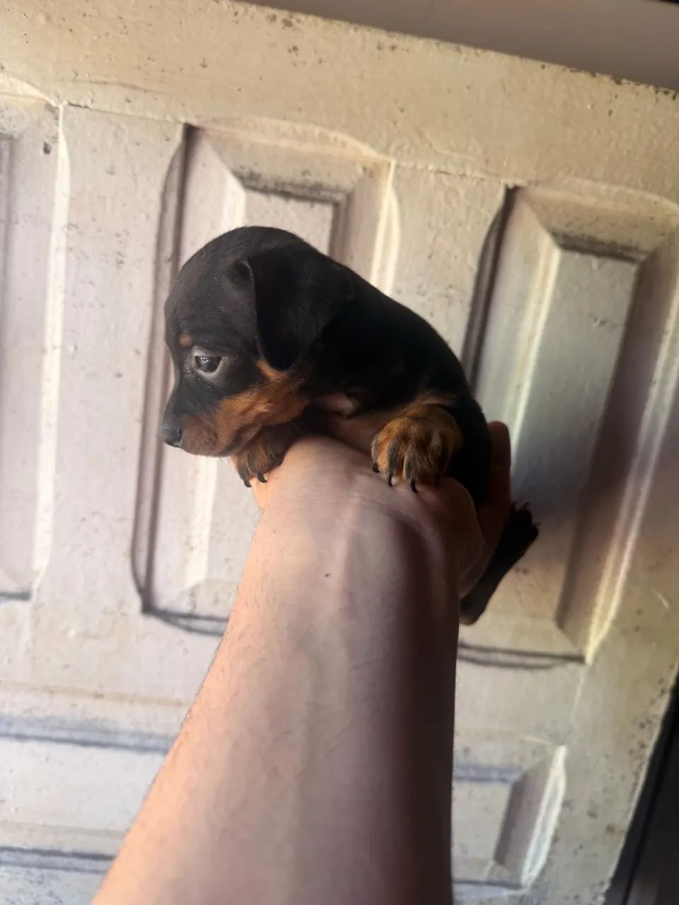 Pinscher 