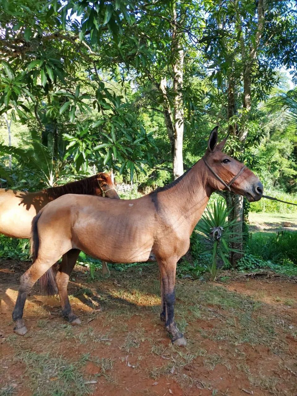 Mula de patrão 