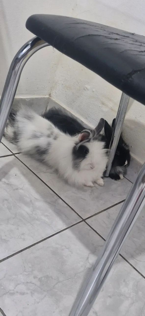 CASAL DE COELHOS COM ACESSÓRIOS INCLUSOS - Foto 2