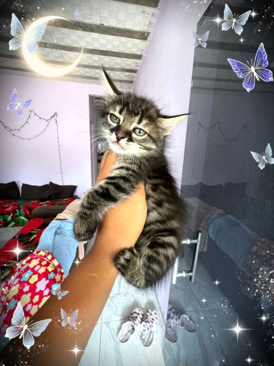 Gatinhos Maine coon - Foto 5