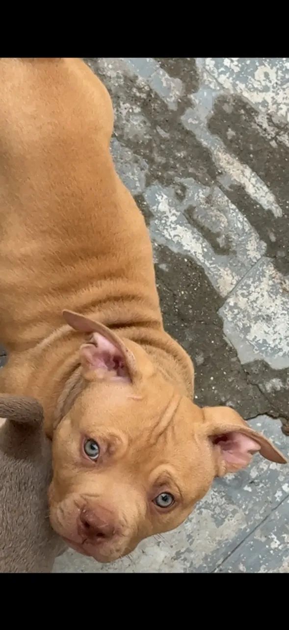 Filhote macho Pit monster  - Foto 2