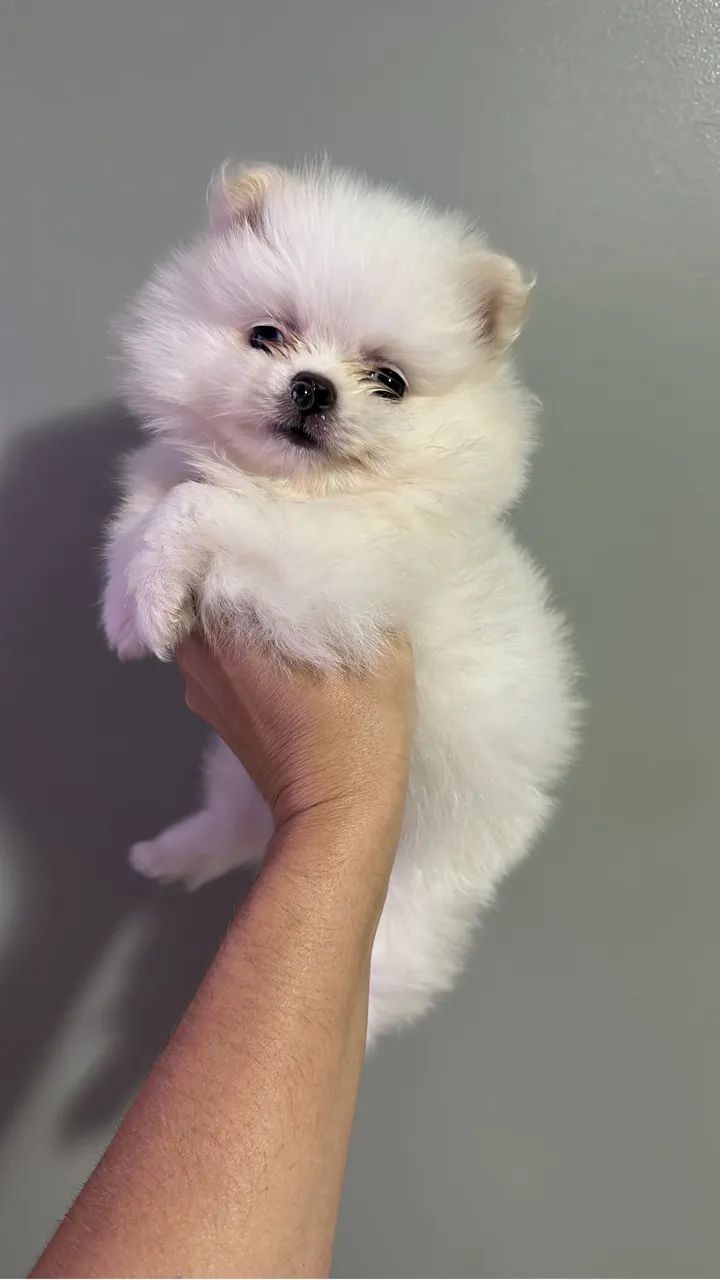 spitz alemão 