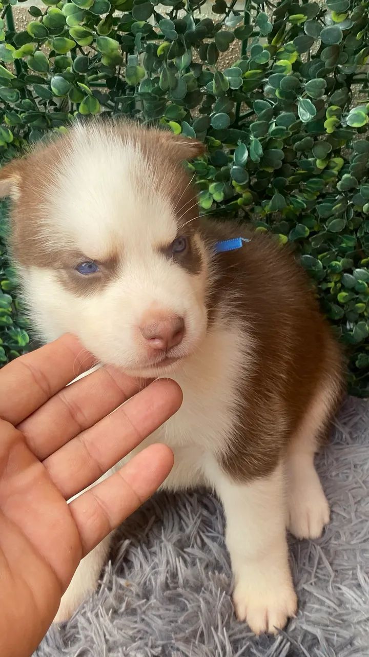 Cachorro hasky siberiano - Foto 2