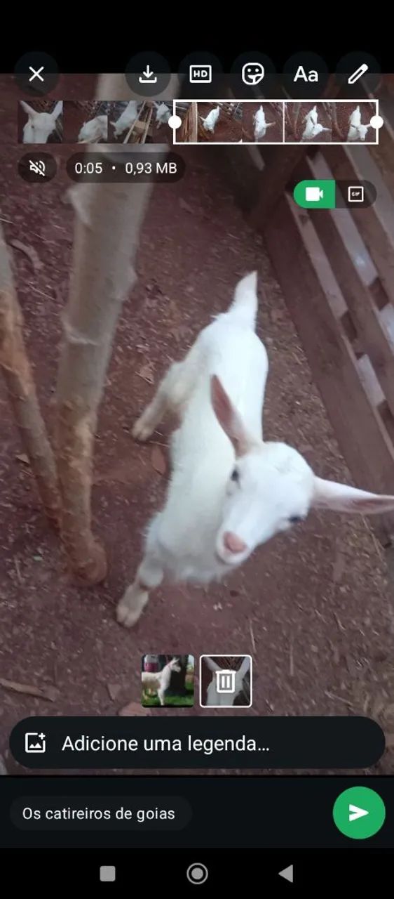 Cabrito Saanem  - Foto 3