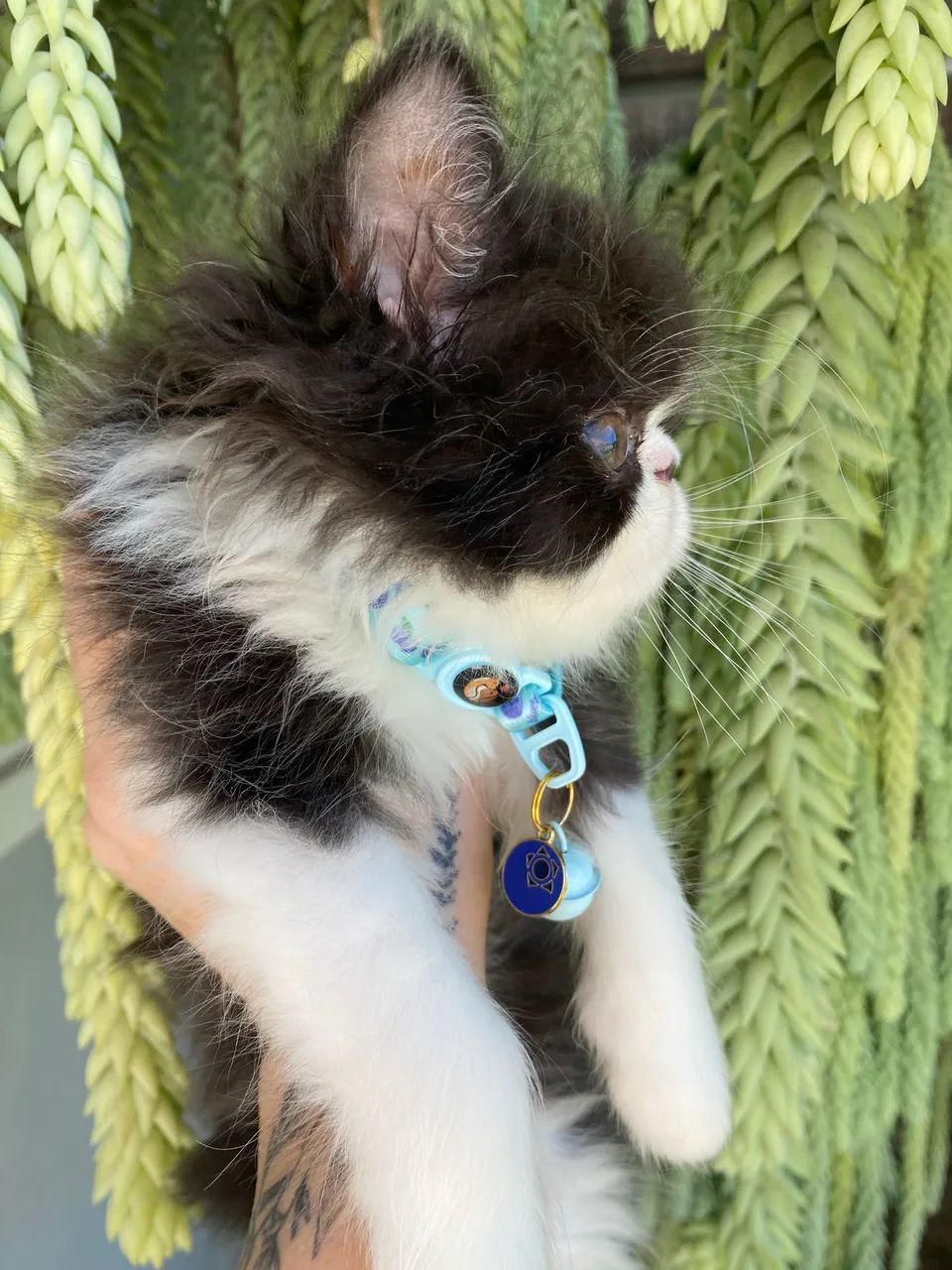 Gato Persa - Foto 3