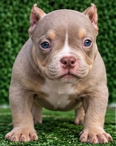 American bully
