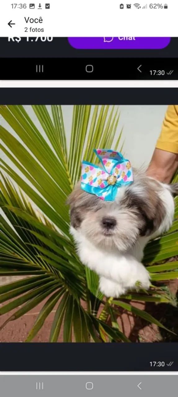 Shih Tzu  - Foto 2