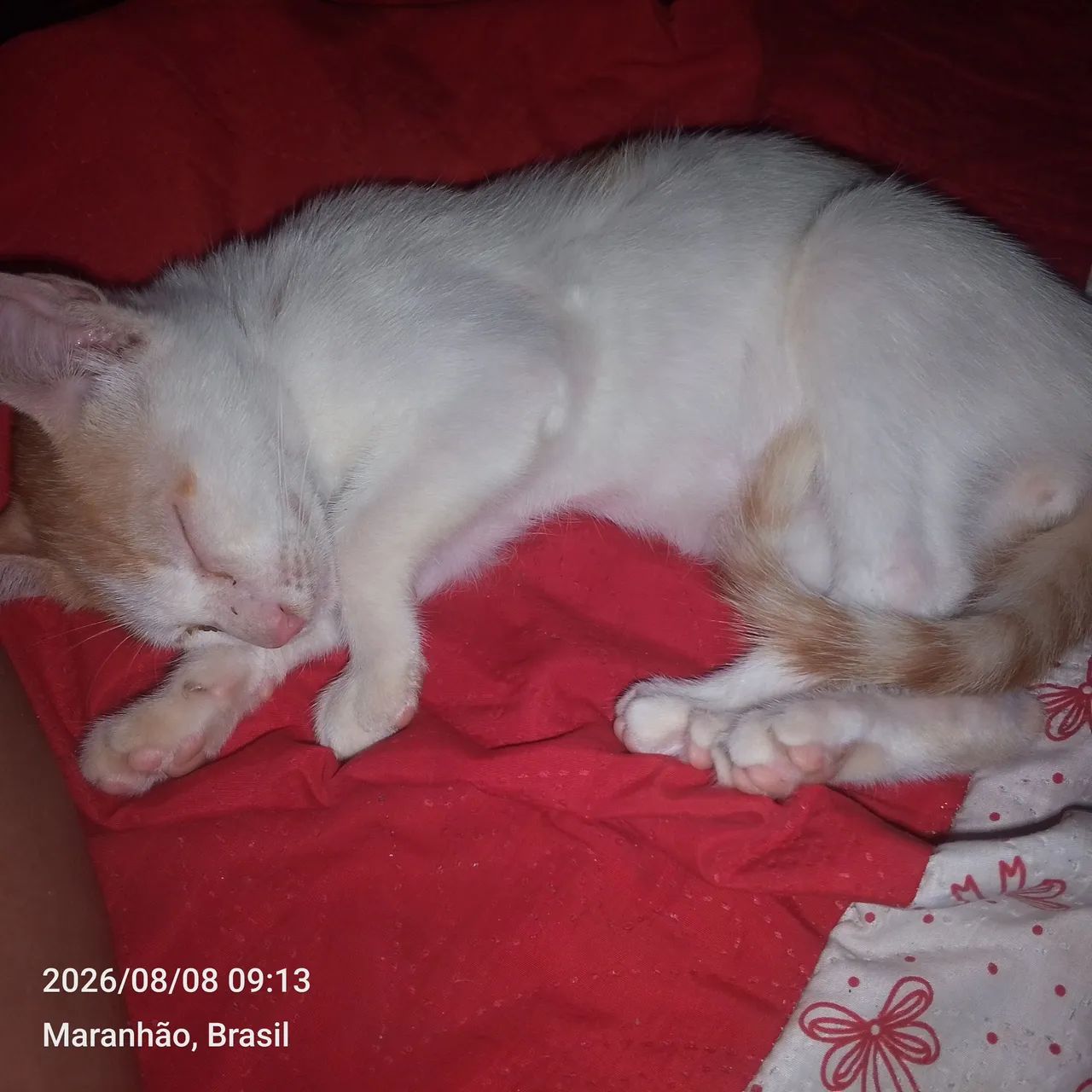 Gato - Foto 2