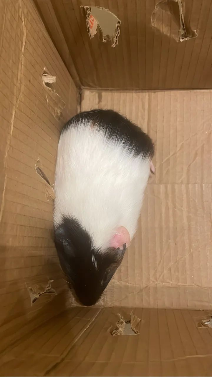 Doação de porquinhos da índia 