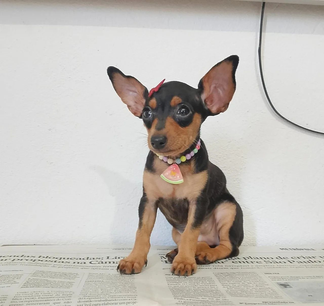 Fêmea de pinscher  - Foto 4
