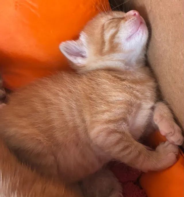 ? ADOTE O SIMBA! ? - Foto 4