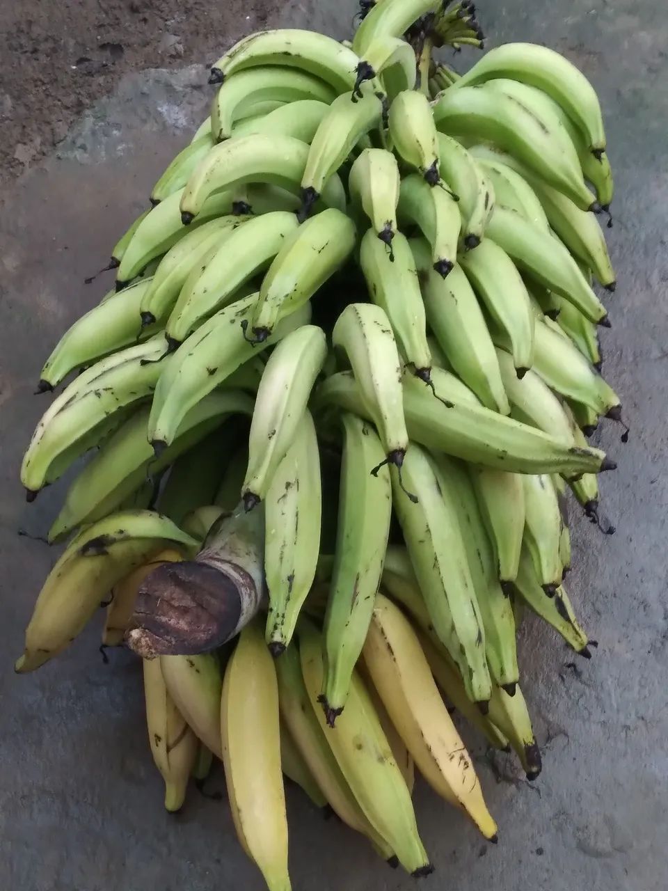 Mudas de bananas da terra - Foto 2