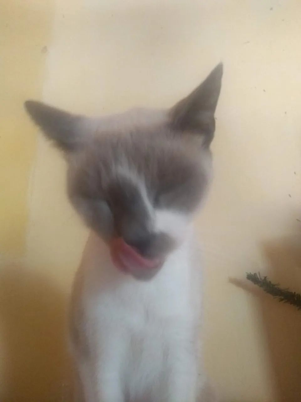 gato para adoção responsável - leia a descrição 
