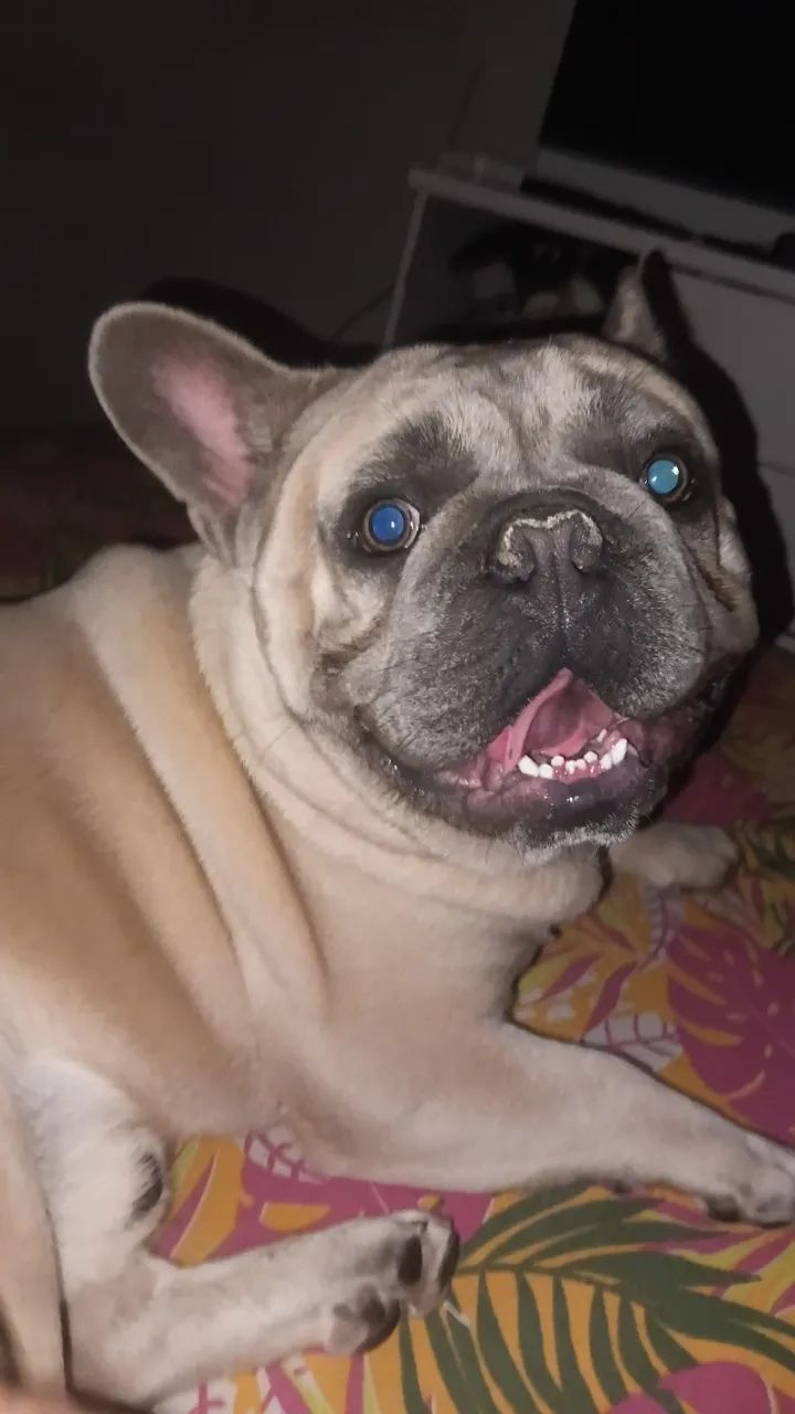 Cachorro  - Foto 3