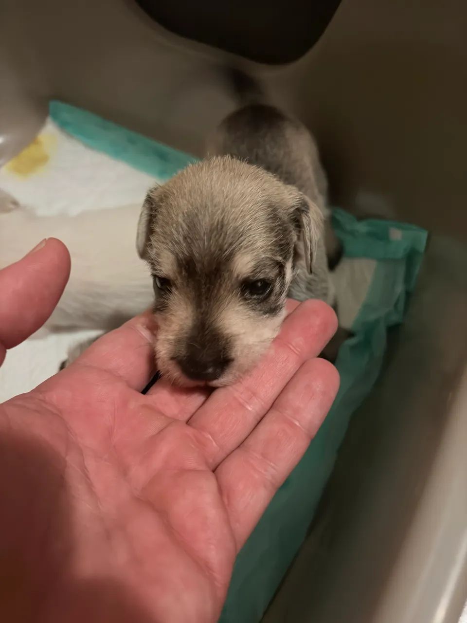 Filhotes Schnauzer  - Foto 4