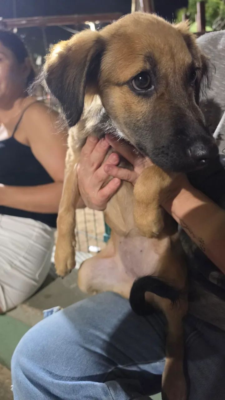 Cachorrinha para doação responsável - Foto 5