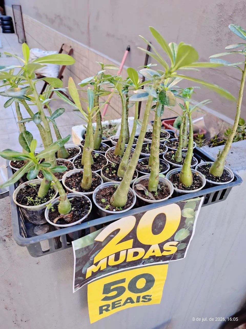 Promoção Rosas do Deserto - Foto 2