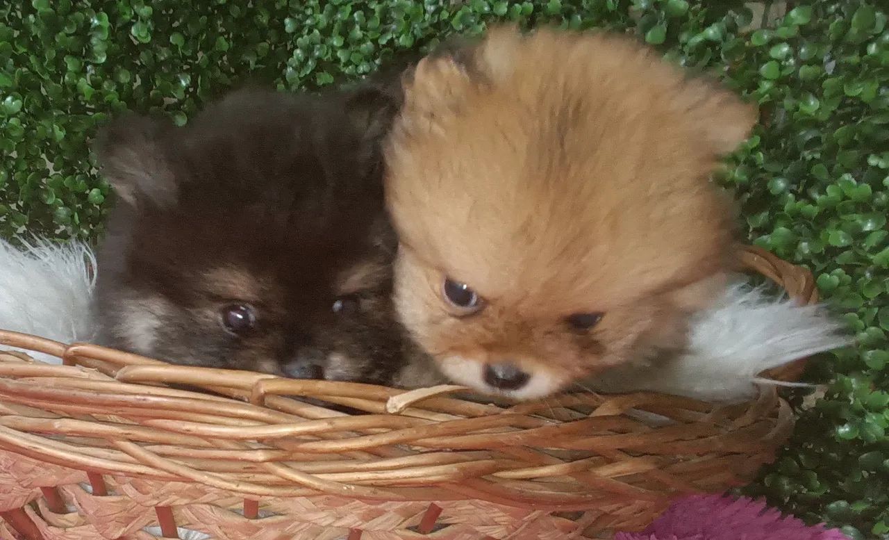Lulu da Pomerânia anã fêmea  - Foto 5
