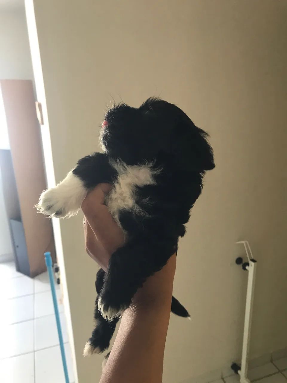 Filhotes de poodle com maltês.