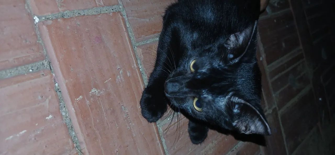 Doação de gatinhas  - Foto 2