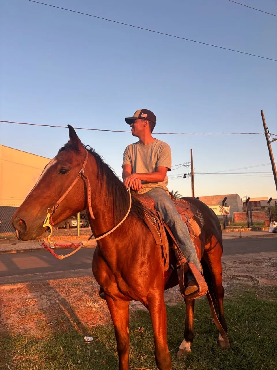 Egua - Quarto de Milha Pura - Foto 4