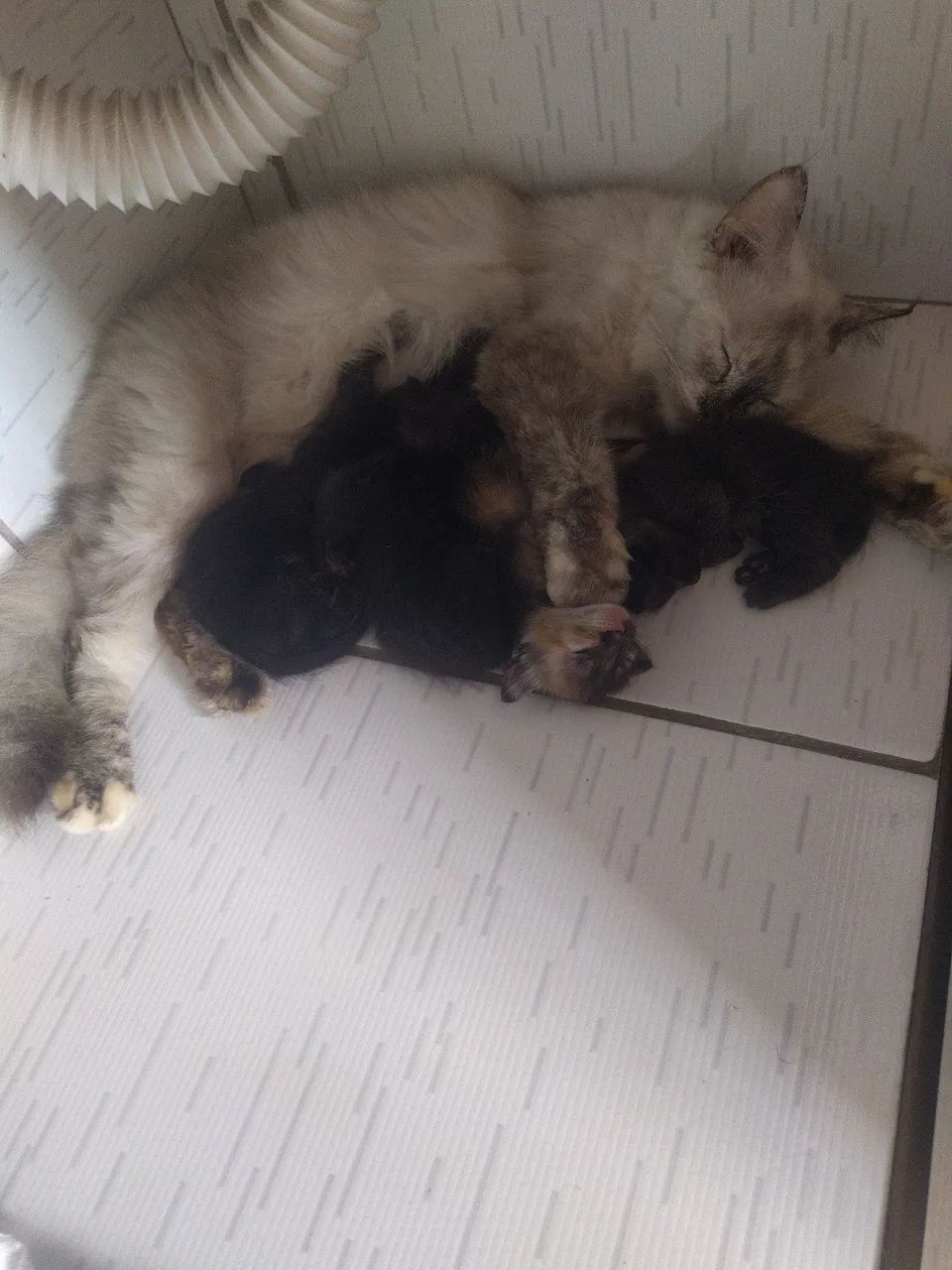 Gatinhas para doação 