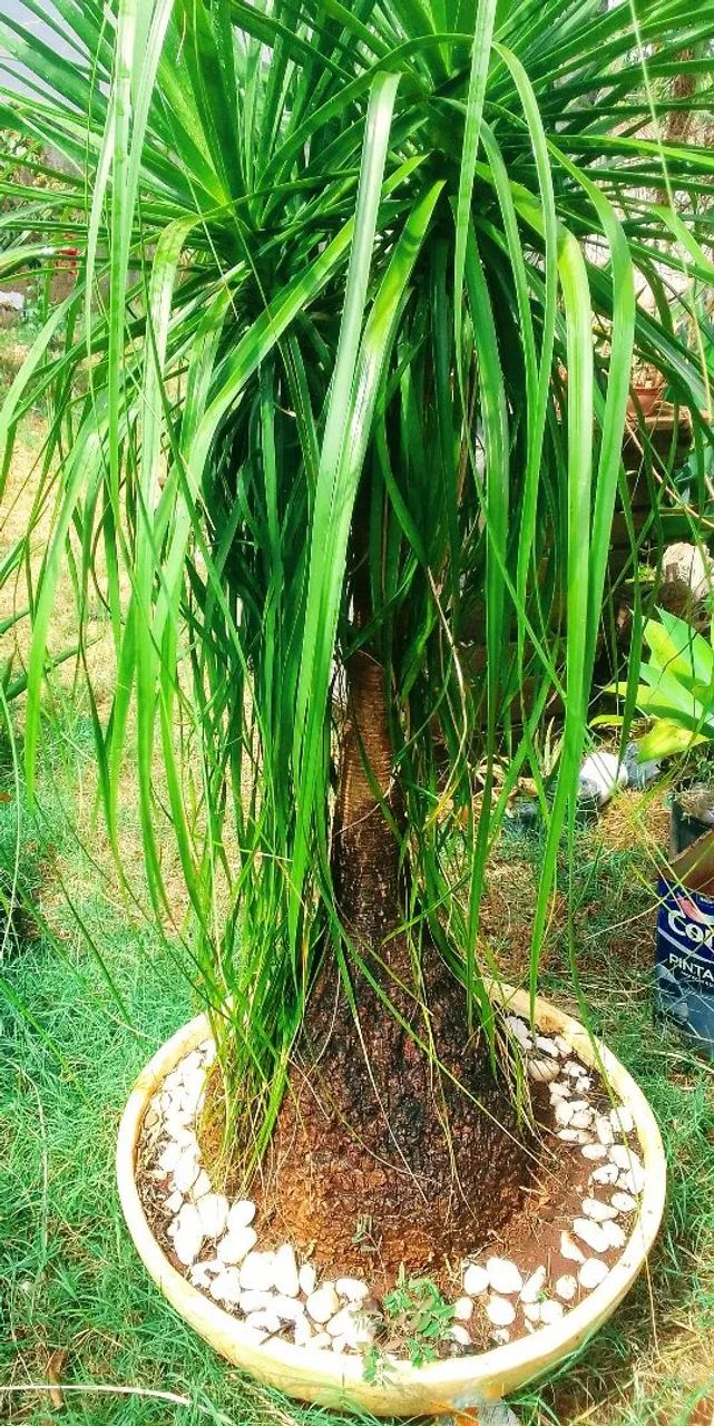 Planta