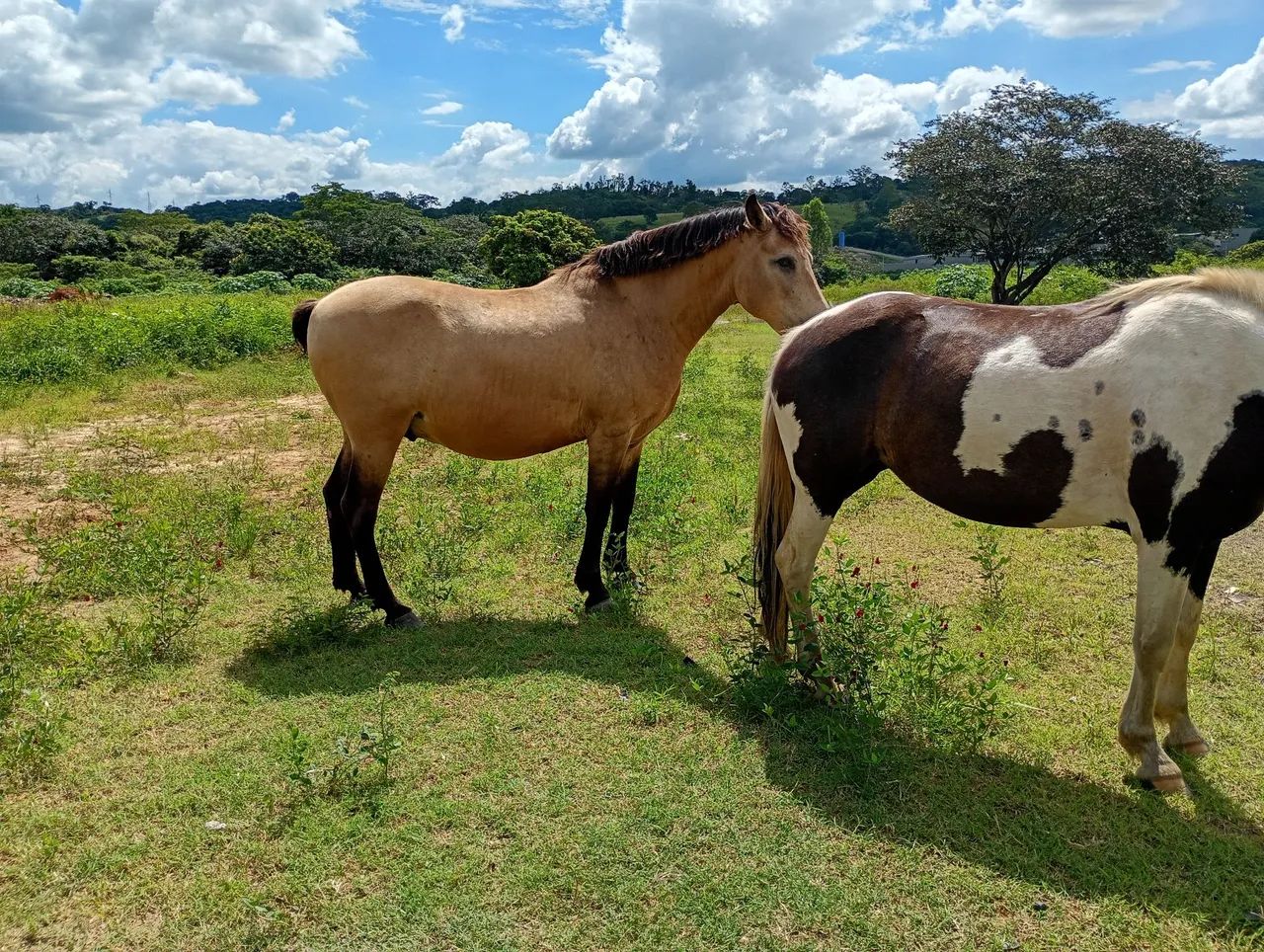 Cavalo mangalarga  - Foto 2