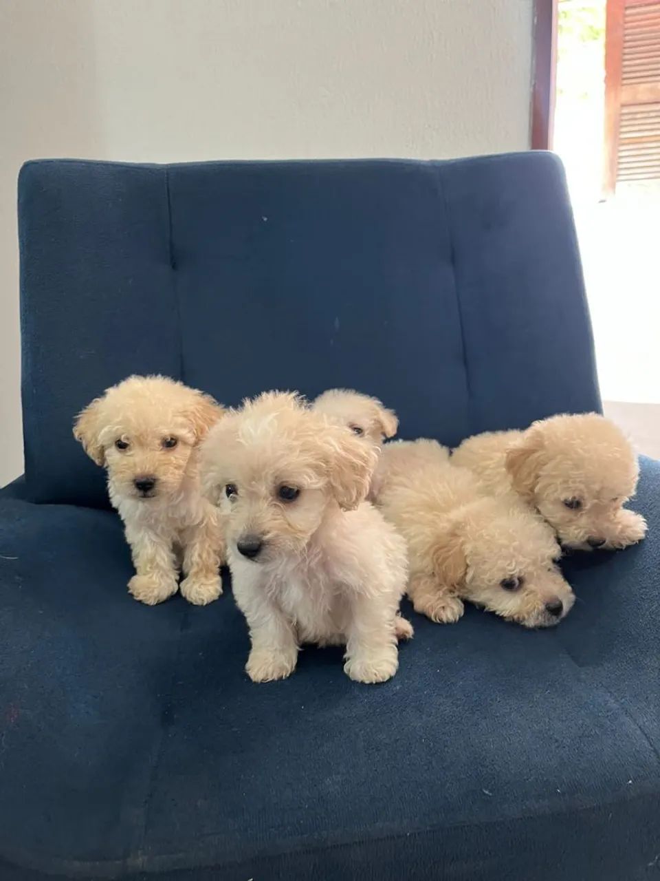 Lindos poodle toy  - Foto 4