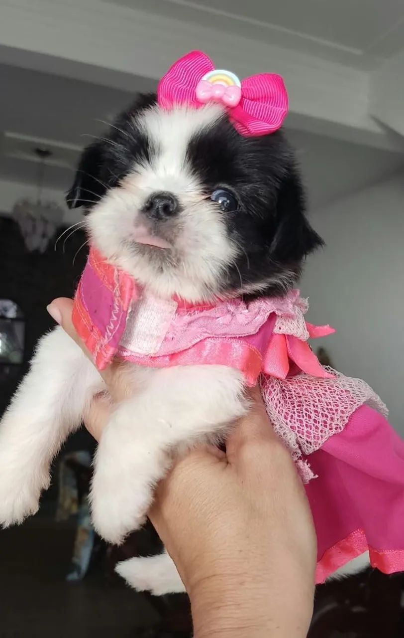 Vendo Shitzu fêmea ? - Foto 3