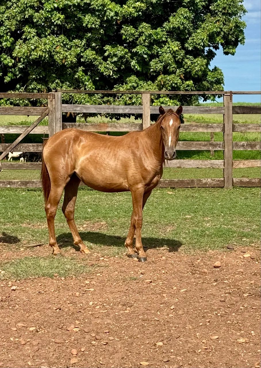 Potra quarto de milha sem documento  - Foto 2