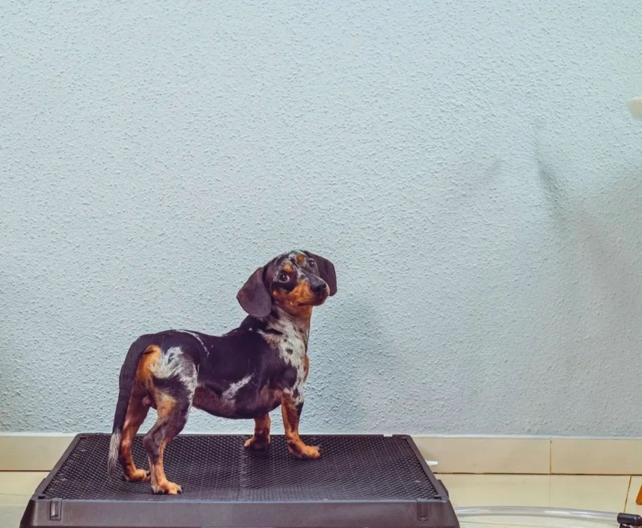 Weasy dog médio 