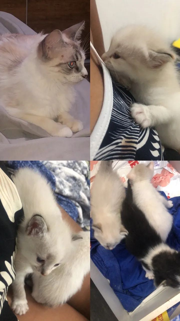 Gatinhos para. Doação  - Foto 4