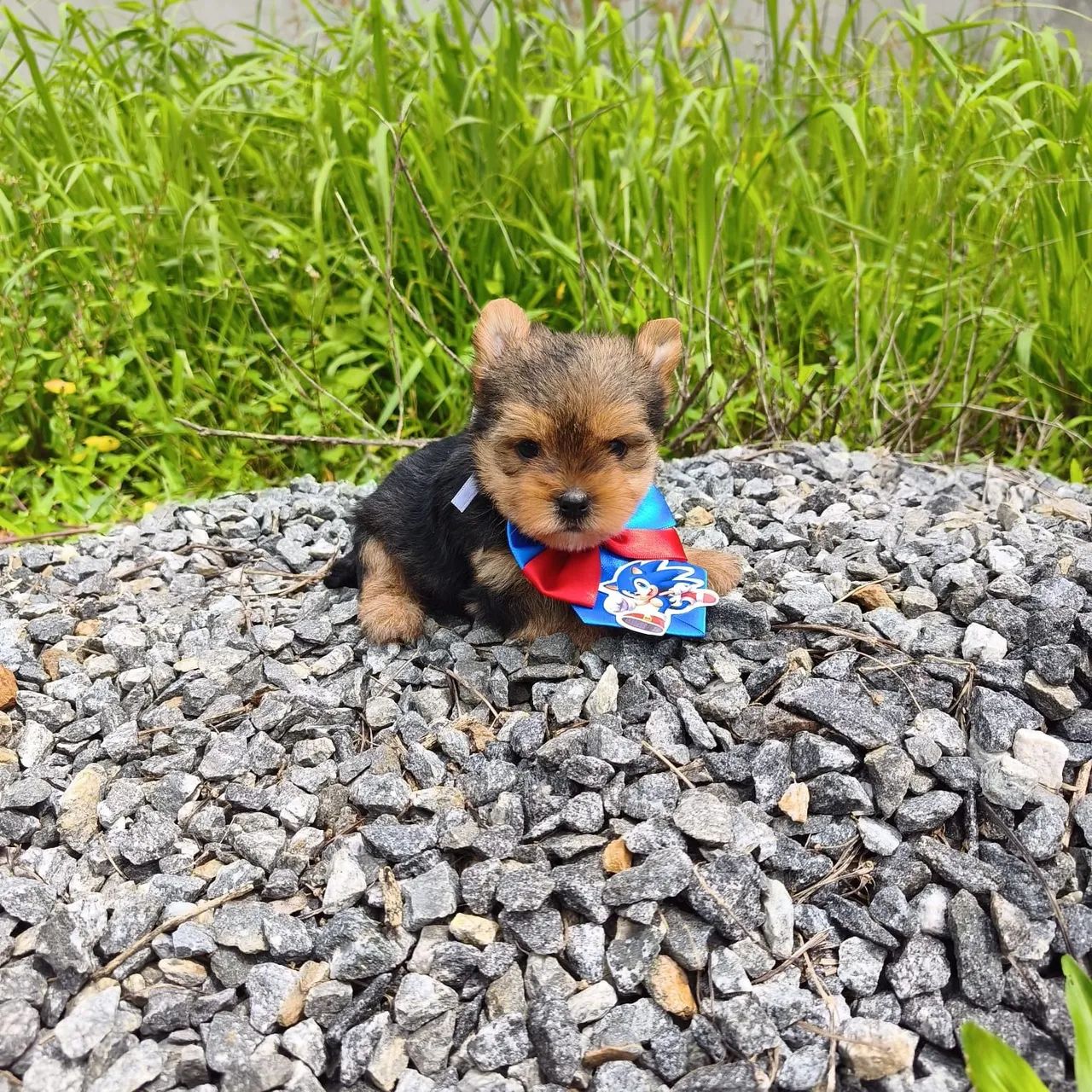Yorkshire terrier filhotes 