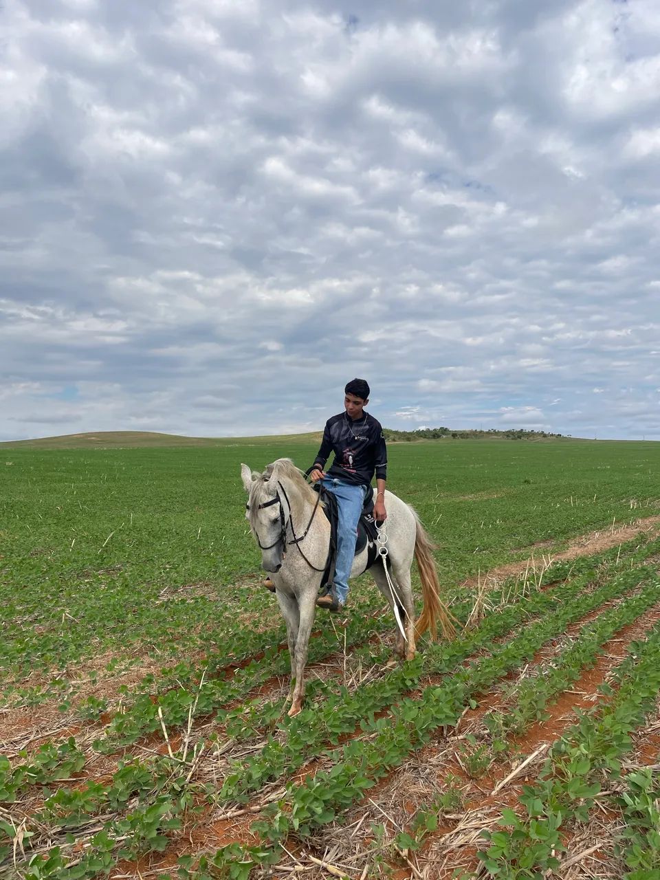 Cavalo mangalarga marchador - Foto 5